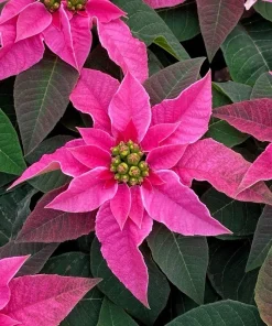 Poinsettia Live Plant - Holiday Flowering Indoor Houseplant - Image 2