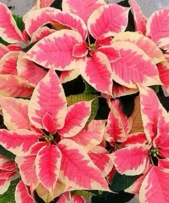 Poinsettia Live Plant - Holiday Flowering Indoor Houseplant - Image 3
