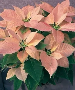 Poinsettia Live Plant - Holiday Flowering Indoor Houseplant - Image 4