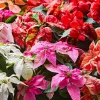 Poinsettia Live Plant - Holiday Flowering Indoor Houseplant - Image 1