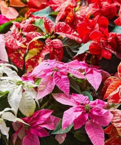 Poinsettia Live Plant - Holiday Flowering Indoor Houseplant - Image 1