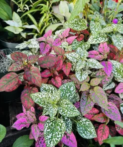 Polka Dot Plant Live - Hypoestes Phyllostachya Colorful Indoor Houseplant - Image 2