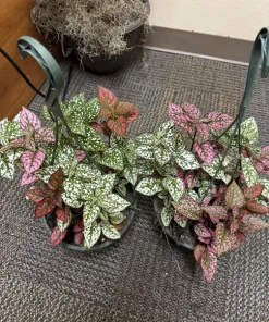 Polka Dot Plant Live, Hypoestes Phyllostachya Colorful Houseplant - Image 2
