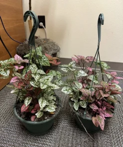 Polka Dot Plant Live, Hypoestes Phyllostachya Colorful Houseplant - Image 3