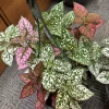 Polka Dot Plant Live, Hypoestes Phyllostachya Colorful Houseplant - Image 1