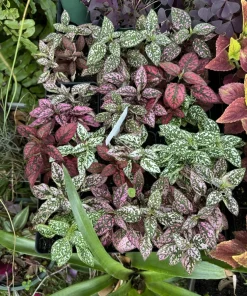 Polka Dot Plant Live - Hypoestes Phyllostachya Colorful Houseplant - Image 1