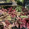 Polka Dot Plant Live - Hypoestes Phyllostachya Colorful Houseplant in Nursery Pot - Image 1
