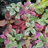 Polka Dot Plant Live - Hypoestes Phyllostachya Colorful Indoor Houseplant - Image 1