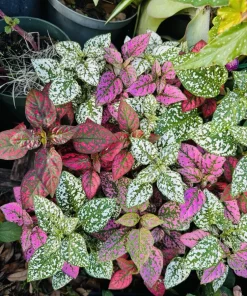 Polka Dot Plant Live - Hypoestes Phyllostachya Colorful Indoor Houseplant - Image 1