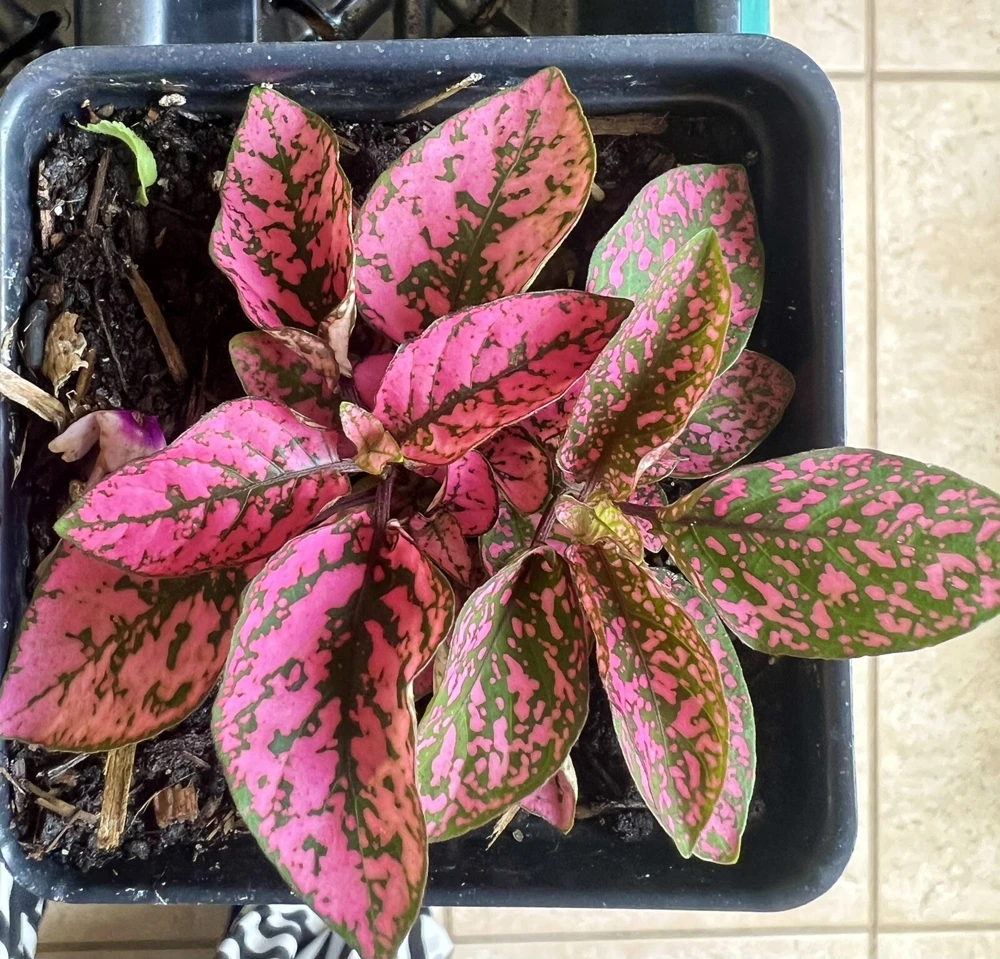 Polka Dot Plant Live – Hypoestes Phyllostachya – Potted Houseplant – Indoor - Image 10