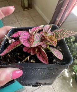 Polka Dot Plant Live – Hypoestes Phyllostachya – Potted Houseplant – Indoor - Image 11