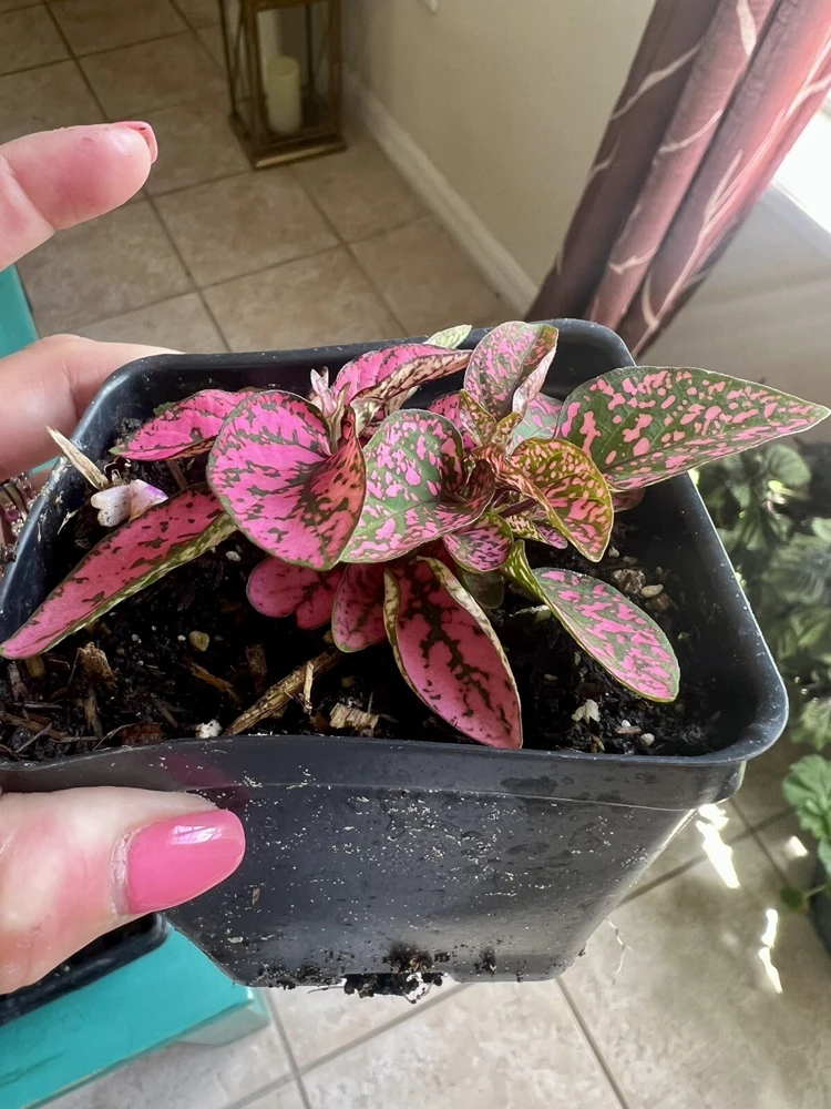 Polka Dot Plant Live – Hypoestes Phyllostachya – Potted Houseplant – Indoor - Image 11