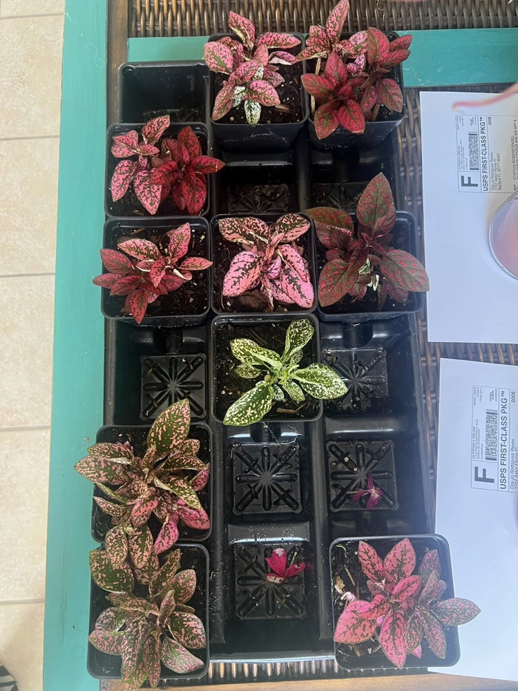Polka Dot Plant Live – Hypoestes Phyllostachya – Potted Houseplant – Indoor - Image 12
