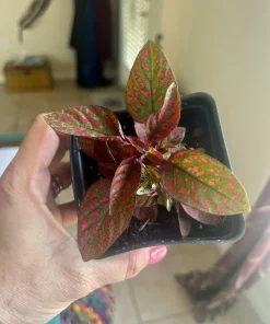 Polka Dot Plant Live – Hypoestes Phyllostachya – Potted Houseplant – Indoor - Image 2