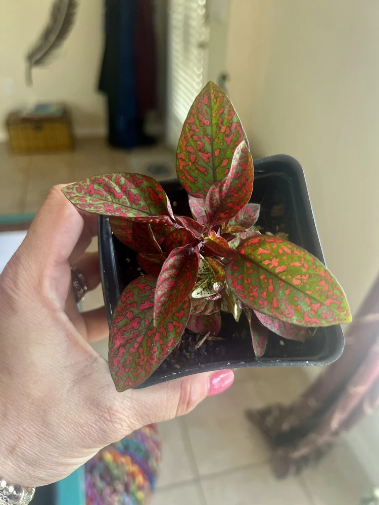 Polka Dot Plant Live – Hypoestes Phyllostachya – Potted Houseplant – Indoor - Image 2