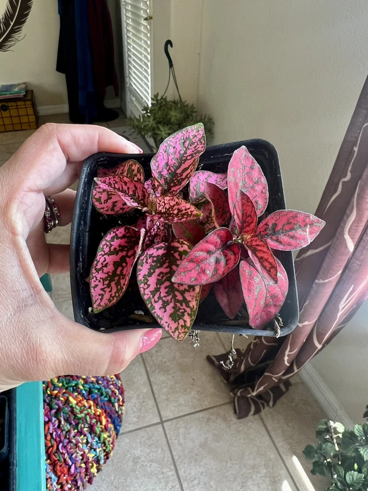 Polka Dot Plant Live – Hypoestes Phyllostachya – Potted Houseplant – Indoor - Image 3