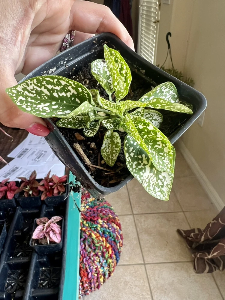 Polka Dot Plant Live – Hypoestes Phyllostachya – Potted Houseplant – Indoor - Image 4