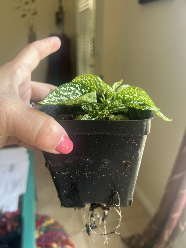 Polka Dot Plant Live – Hypoestes Phyllostachya – Potted Houseplant – Indoor - Image 5