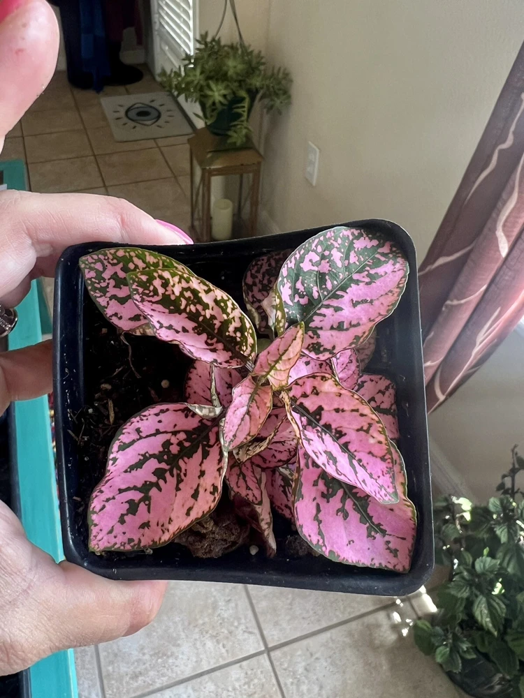 Polka Dot Plant Live – Hypoestes Phyllostachya – Potted Houseplant – Indoor - Image 6