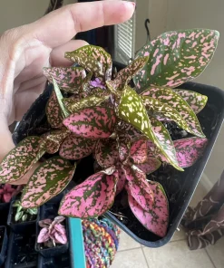 Polka Dot Plant Live – Hypoestes Phyllostachya – Potted Houseplant – Indoor - Image 7