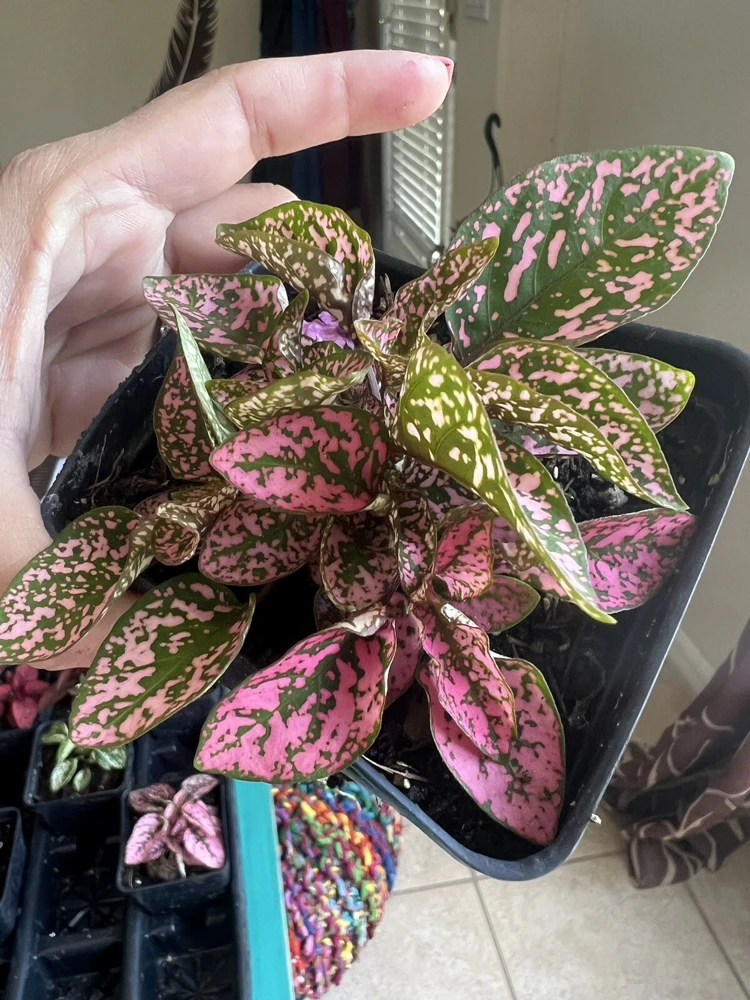 Polka Dot Plant Live – Hypoestes Phyllostachya – Potted Houseplant – Indoor - Image 7