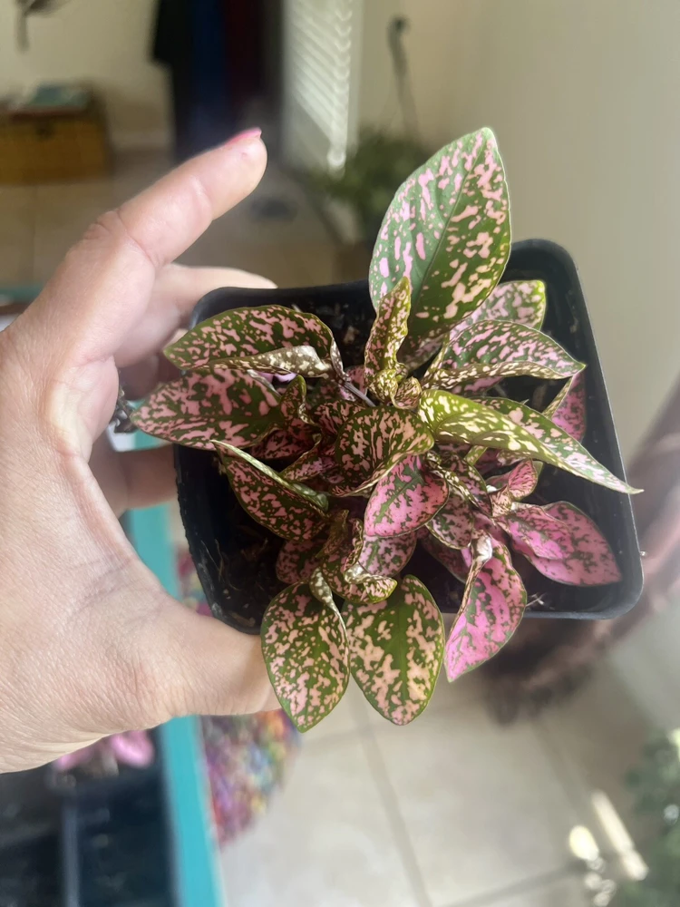 Polka Dot Plant Live – Hypoestes Phyllostachya – Potted Houseplant – Indoor - Image 8