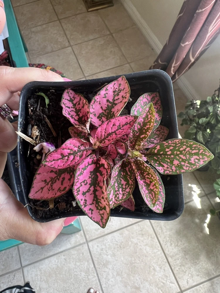 Polka Dot Plant Live – Hypoestes Phyllostachya – Potted Houseplant – Indoor - Image 9