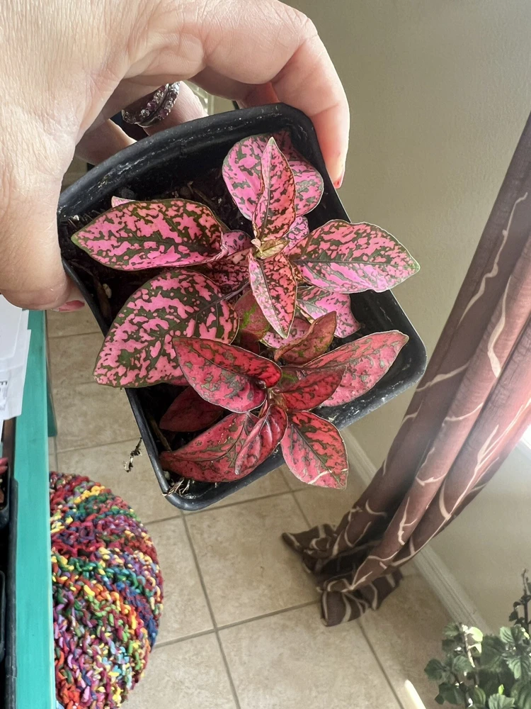 Polka Dot Plant Live – Hypoestes Phyllostachya – Potted Houseplant – Indoor - Image 1