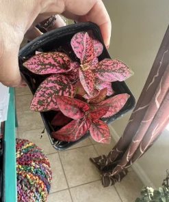 Polka Dot Plant Live Plant – Hypoestes Phyllostachya – Indoor Houseplant - Image 1