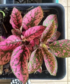 Polka Dot Plant Live Plant – Hypoestes Phyllostachya – Indoor Houseplant - Image 10