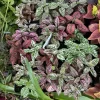 Polka Dot Plant Live Plant - Hypoestes Phyllostachya - Indoor Houseplant - Image 1