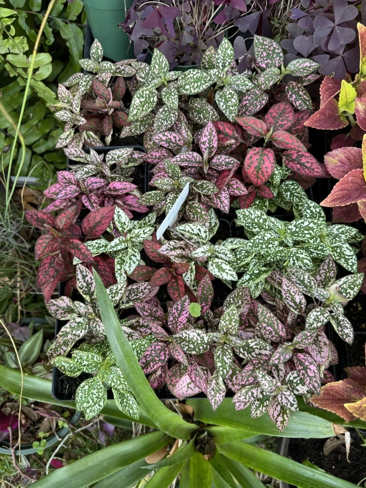 Polka Dot Plant Live Plant - Hypoestes Phyllostachya - Indoor Houseplant - Image 1