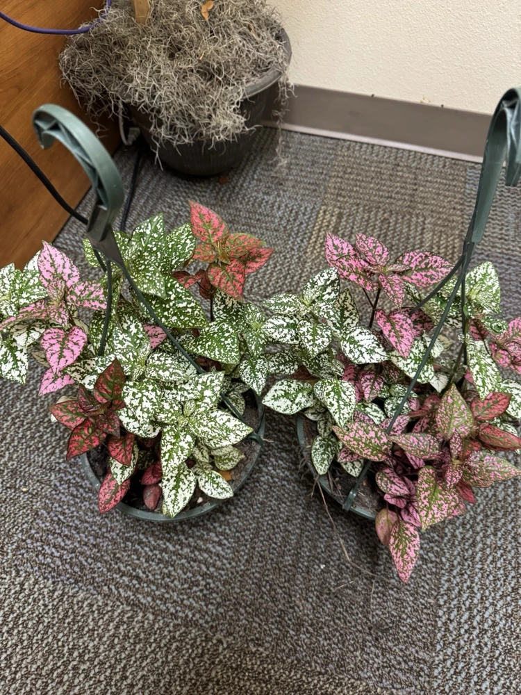 Polka Dot Plant Live Plant – Hypoestes Phyllostachya – Colorful Indoor Foliage - Image 2