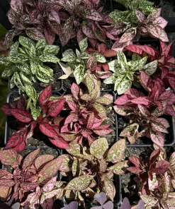 Polka Dot Plant Live Plant - Hypoestes Phyllostachya - Colorful Foliage Houseplant - Image 1
