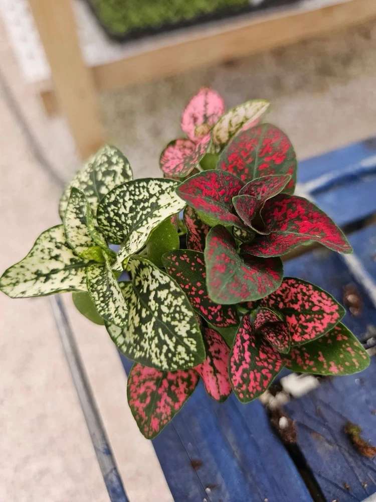 Polka Dot Plant Live Plant - Hypoestes Phyllostachya - Indoor Houseplant - Image 3
