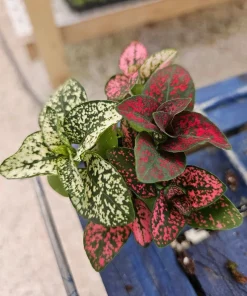 Polka Dot Plant Live Plant - Hypoestes Phyllostachya - Colorful Foliage Houseplant - Image 3