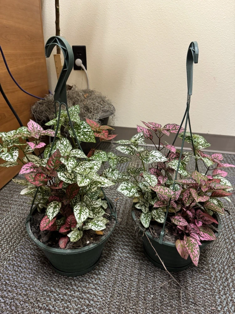Polka Dot Plant Live Plant – Hypoestes Phyllostachya – Colorful Indoor Foliage - Image 3