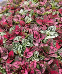 Polka Dot Plant Live Plant - Hypoestes Phyllostachya - Indoor Houseplant - Image 4