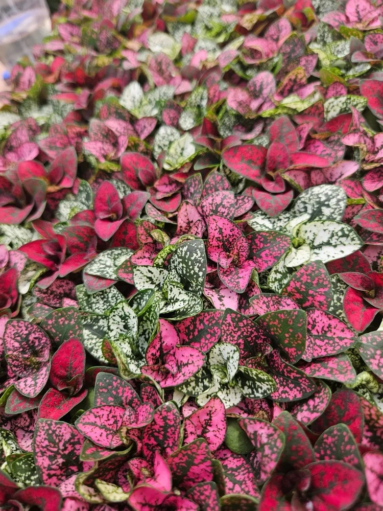 Polka Dot Plant Live Plant - Hypoestes Phyllostachya - Indoor Houseplant - Image 4