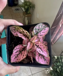 Polka Dot Plant Live Plant – Hypoestes Phyllostachya – Indoor Houseplant - Image 4