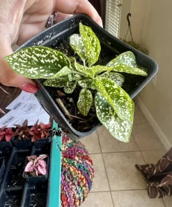 Polka Dot Plant Live Plant – Hypoestes Phyllostachya – Indoor Houseplant - Image 5