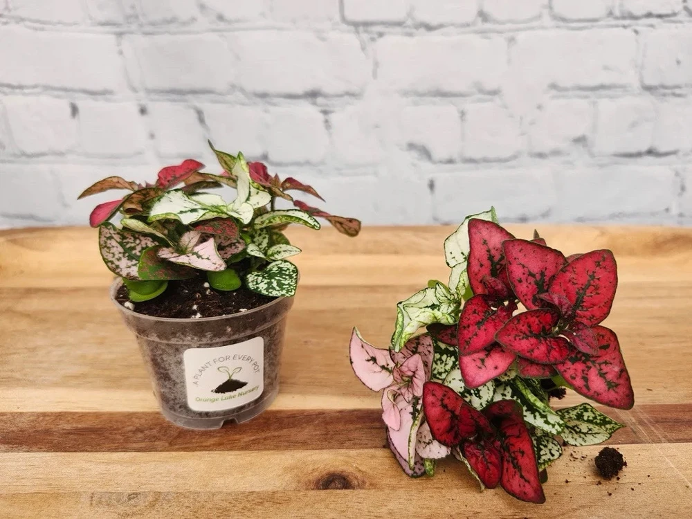 Polka Dot Plant Live Plant - Hypoestes Phyllostachya - Indoor Houseplant - Image 5