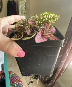 Polka Dot Plant Live Plant – Hypoestes Phyllostachya – Indoor Houseplant - Image 7