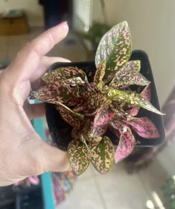 Polka Dot Plant Live Plant – Hypoestes Phyllostachya – Indoor Houseplant - Image 8
