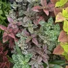 Polka Dot Plant Live Plant – Hypoestes Phyllostachya Indoor Houseplant - Image 1