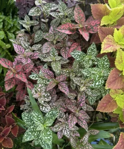 Polka Dot Plant Live Plant – Hypoestes Phyllostachya Indoor Houseplant - Image 1