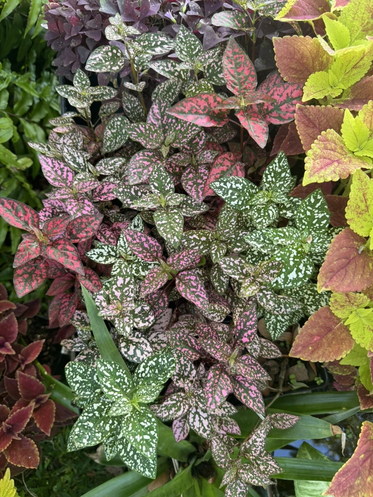 Polka Dot Plant Live Plant – Hypoestes Phyllostachya Indoor Houseplant - Image 1