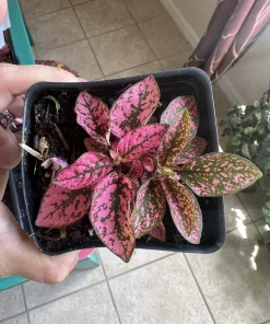 Polka Dot Plant Live Plant – Hypoestes Phyllostachya – Indoor Houseplant - Image 9