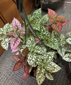 Polka Dot Plant Live Plant – Hypoestes Phyllostachya – Colorful Indoor Foliage - Image 1