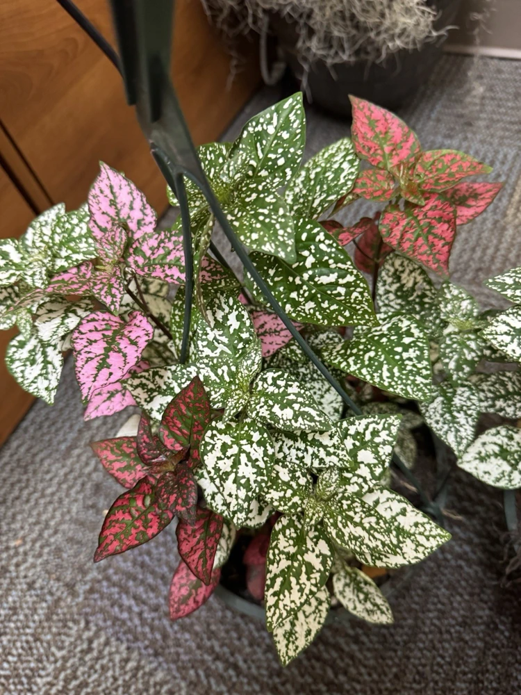 Polka Dot Plant Live Plant – Hypoestes Phyllostachya – Colorful Indoor Foliage - Image 1
